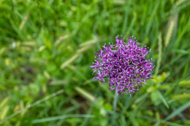 Güzel Yaban Mor Yuvarlak Çiçek