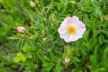 Sweetbrier Flower Spring Blossom Closeup