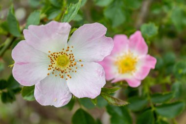 Sweetbrier Flower Spring Blossom Closeup