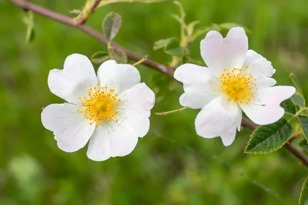 Sweetbrier Flower Spring Blossom Closeup — Stockfoto