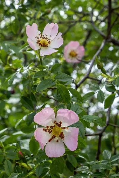 Sweetbrier Flower Spring Blossom Closeup — 스톡 사진