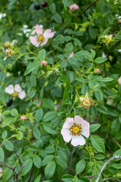 Sweetbrier Flower Spring Blossom Closeup — Stock Photo, Image