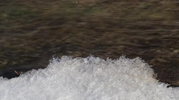 Kleiner Bach Mit Eis Ufer — Stockvideo