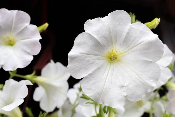 Belle Pétunia Blanc Fleurs Gros Plan — Photo