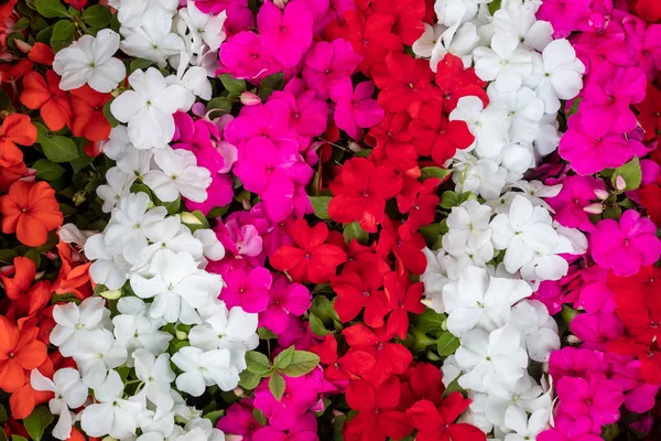 Vermelho Branco Rosa Petúnia Flores — Fotografia de Stock