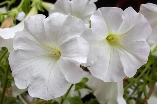 Belle Pétunia Blanc Fleurs Gros Plan — Photo