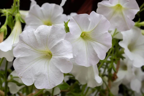 Mooie Witte Petunia Bloemen Closeup — Stockfoto