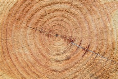 Yüzük desenli kahverengi kesim ahşap