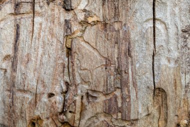 Kahverengimsi Eski Yıpranmış Ahşap Doku