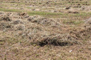 Mowed and Collected Hay in The Field