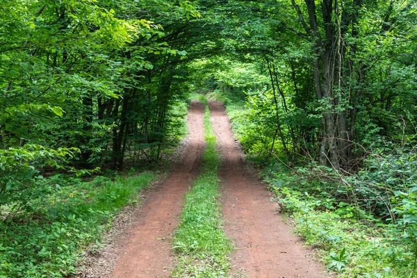 Rötlicher Feldweg Wald Mit Natürlichem Baumbogen — Stockfoto