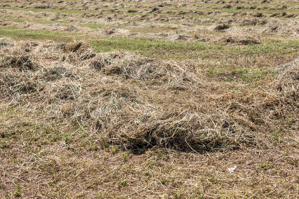Mowed Collected Hay Field — Stock Photo, Image