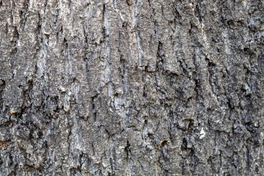 Çok eski ve çok büyük meşe ağacının dokusu