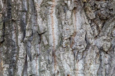 Çok eski ve çok büyük meşe ağacının dokusu