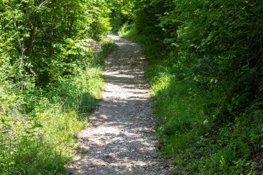 Hiking Gravel Path in The Forest