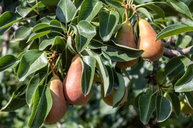 Armut ağacı dalı ile meyve