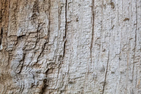Grayish Old Weathered Damaged Wood Texture — Stockfoto