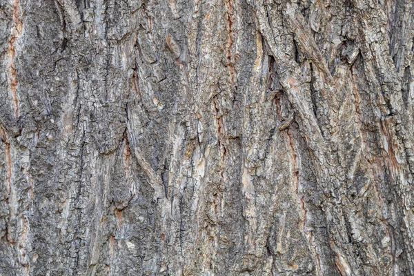 Baumrindenstruktur Von Großen Und Alten Linden — Stockfoto