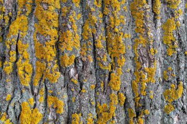 Closeup Embossed Tree Bark Texture With Moss 