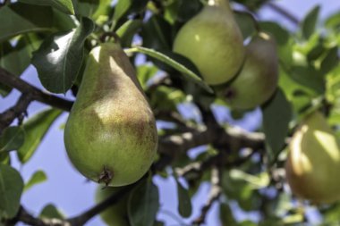 Armut ağacı dalı ile meyve