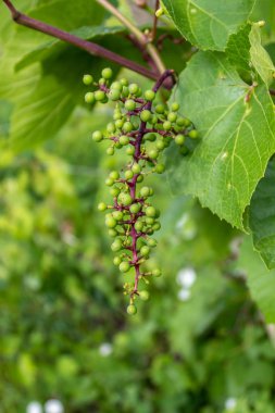 Yeşil Yapraklarla çevrili Yeşil Üzümler
