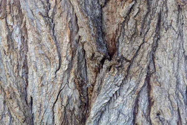 Detailní Reliéfní Pozadí Kůry Stromu — Stock fotografie