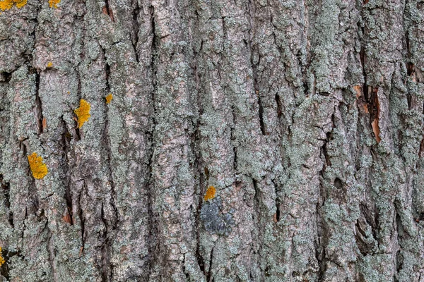 Primo Piano Rilievo Albero Corteccia Texture Sfondo — Foto Stock