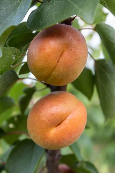 Apricot Branch Ripe Fruits — 图库照片