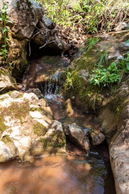 Rocky Riverbed 'in Güzel Sahnesi Ormandaki Küçük Şelaleli Küçük Deresi