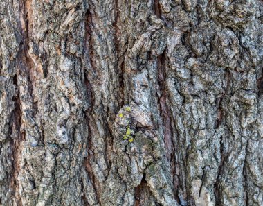 Closeup Embossed Tree Bark Texture Background