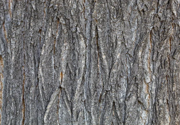 Zbliżenie Wytłaczane Tło Tekstury Kory Drzewa — Zdjęcie stockowe