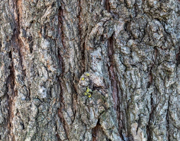 Тиски Коры Дерева Крупным Планом — стоковое фото