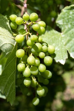 Growing Green Grape After Spraying
