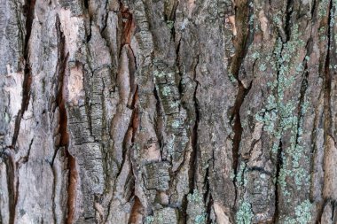 Kabartma Ağaç Kabuğu Dokusunu Kapat