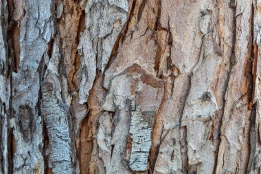 Kabartma Ağaç Kabuğu Dokusunu Kapat