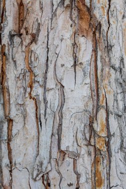 Kabartma Ağaç Kabuğu Dokusunu Kapat