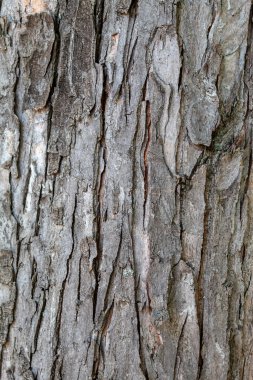 Kabartma Ağaç Kabuğu Dokusunu Kapat