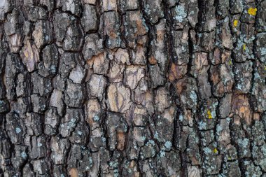 Kabartma Ağaç Kabuğu Dokusunu Kapat
