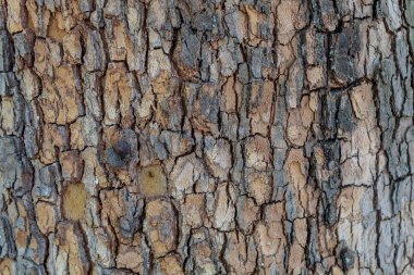 Kabartma Ağaç Kabuğu Dokusunu Kapat