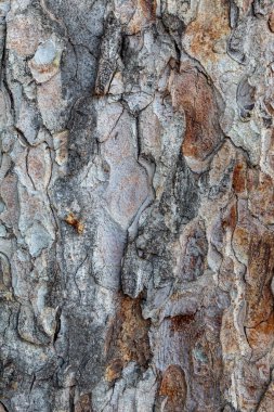 Kabartma Ağaç Kabuğu Dokusunu Kapat