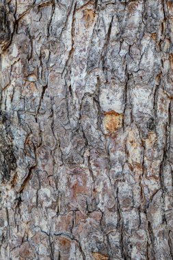Kabartma Ağaç Kabuğu Dokusunu Kapat