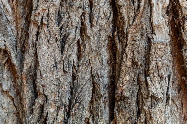 エンボス加工の木を閉じる 樹皮テクスチャの背景 — ストック写真
