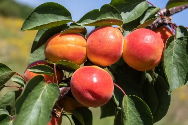 Apricot Branch With Ripe Fruits