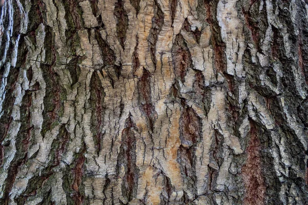 Close Embossed Tree Bark Texture Background — Stock Photo, Image