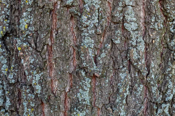 Close Embossed Tree Bark Texture Background — 스톡 사진