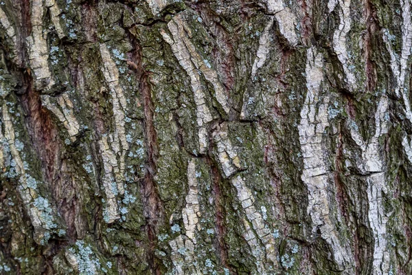 关闭树皮的树皮纹理背景 — 图库照片