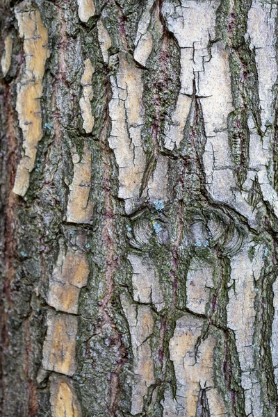 Закрыть Тиснение Текстуры Коры Дерева — стоковое фото