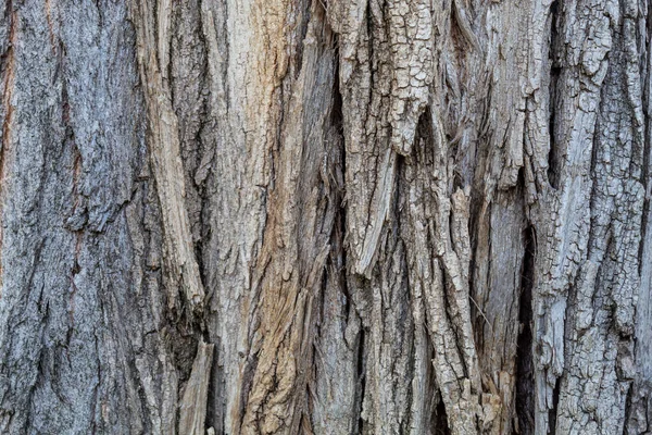 关闭树皮的树皮纹理背景 — 图库照片