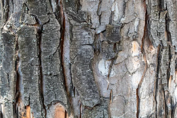 Kabartma Ağaç Kabuğu Dokusunu Kapat — Stok fotoğraf
