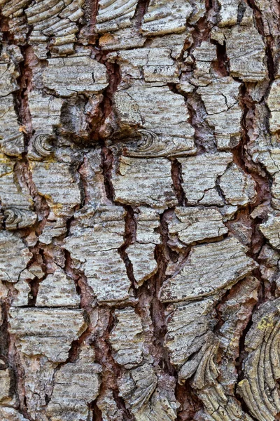 Nahaufnahme Geprägte Baumrinde Textur Hintergrund — Stockfoto